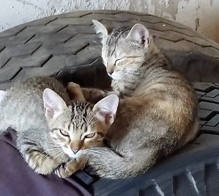 Aumenta o número de gatos abandonados na cidade