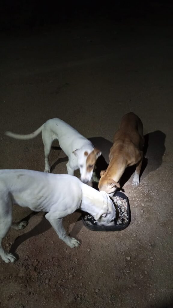 Leitora denuncia assassinato de cachorros no Mato Dentro