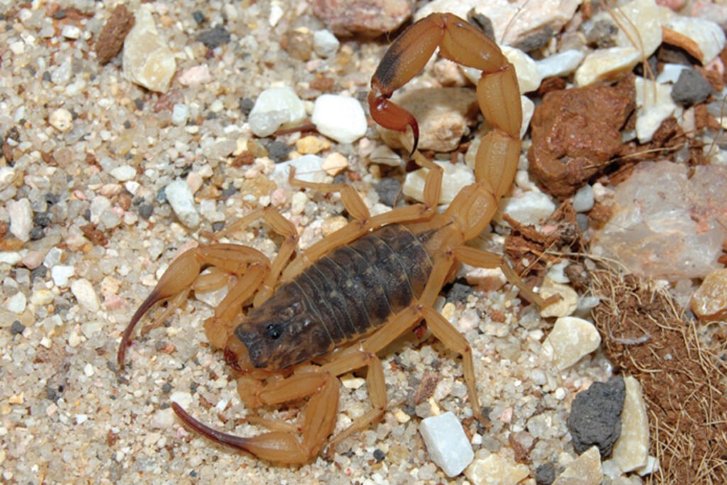 Itu registra 83 ataques de escorpião em 2025