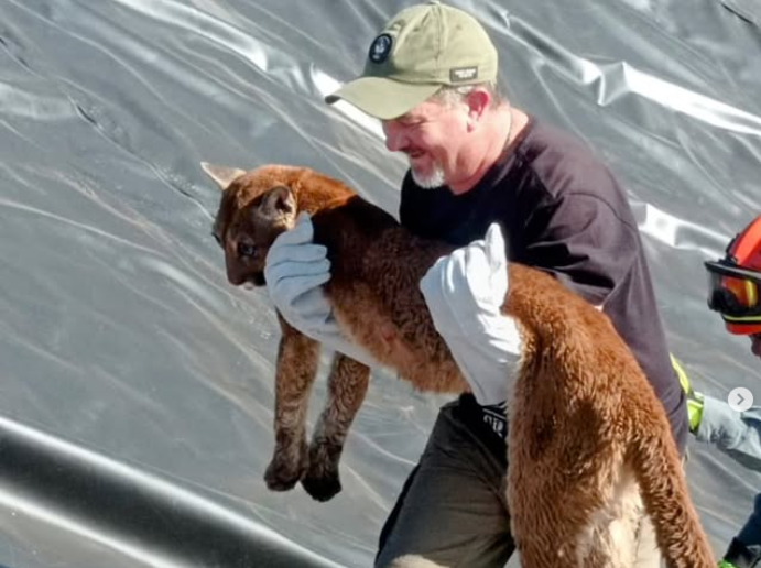 Prefeitura diz que, após rompimento de Núcleo da Floresta, resgates de animais continuarão normalmente