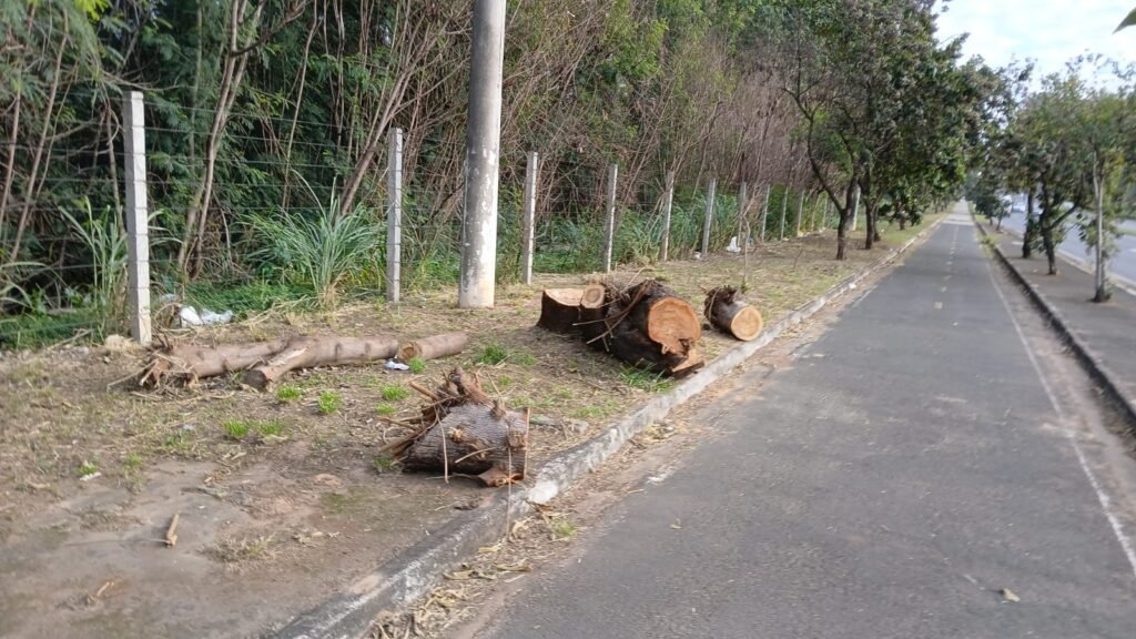 Itu inicia erradicação de árvore invasora que ameaça a biodiversidade