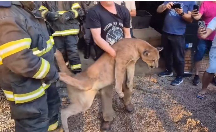 Força-tarefa captura onça-parda em Salto
