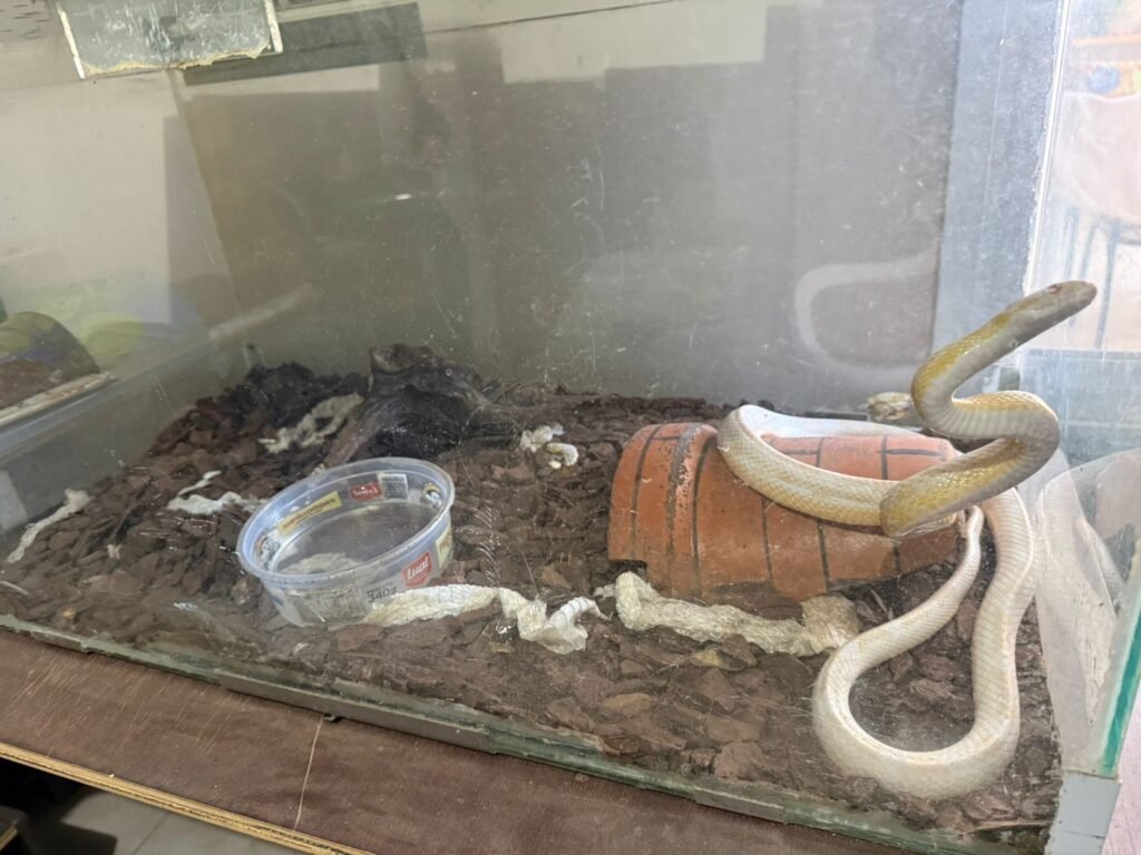 Polícia Civil apreende animais silvestres e exóticos em Salto e Itu