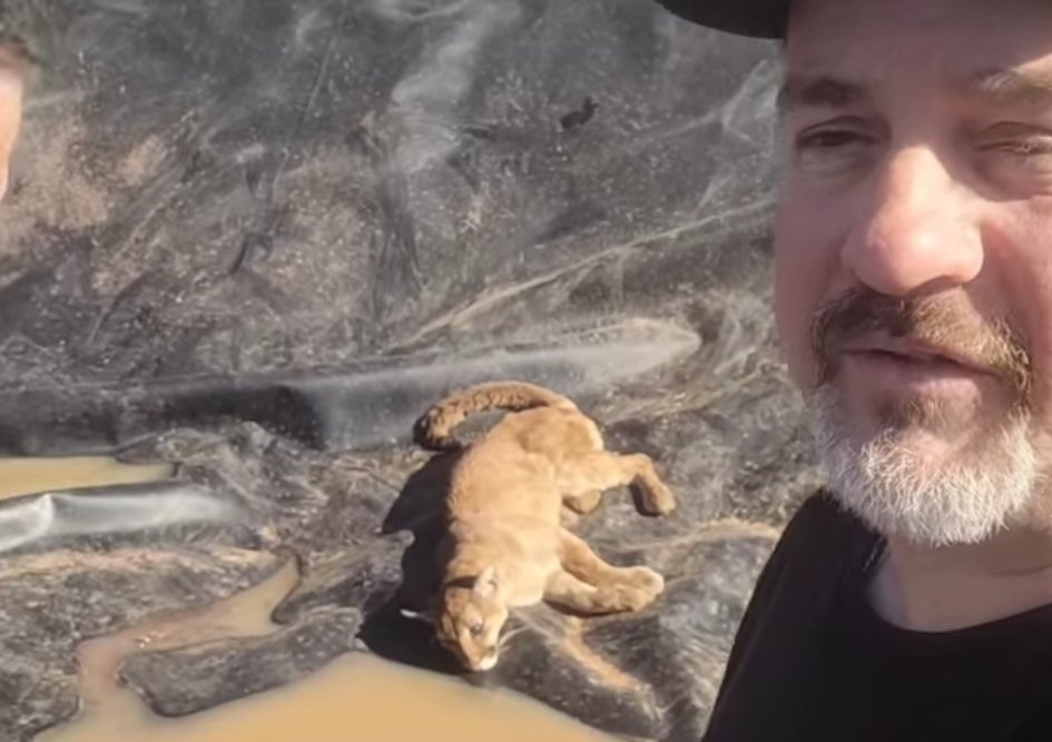 Onça-parda é resgatada em Itu