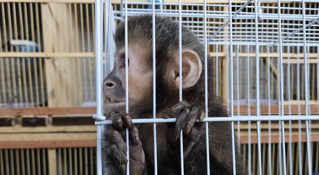 Operação Aruanas apreende macaco-prego e outros animais em Indaiatuba