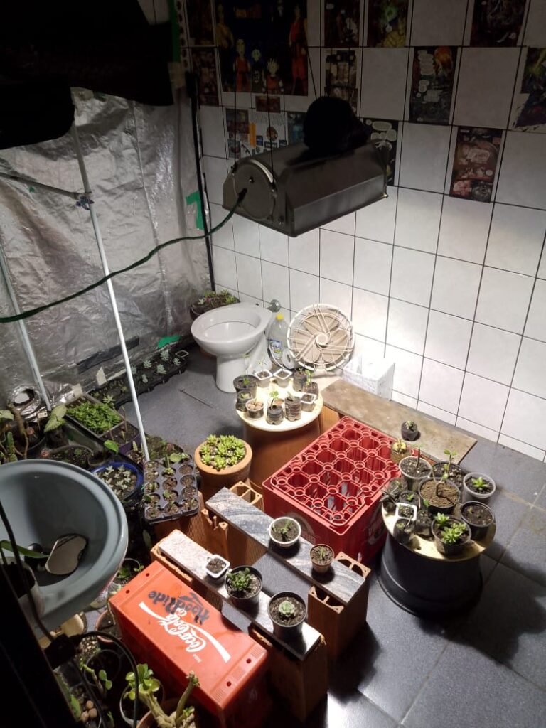 Rapaz é preso novamente por ameaçar os pais e montar estufa de maconha em casa