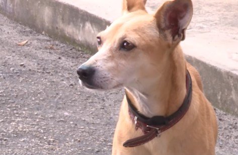 Cachorro espera dono preso em delegacia e comove policiais em Itu