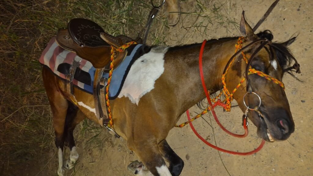 Cavalo é resgatado com maus-tratos em Indaiatuba