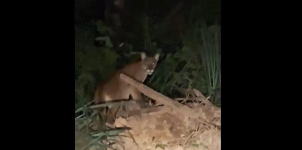 Três filhotes de onças-pardas são vistos em Itu; veja vídeo