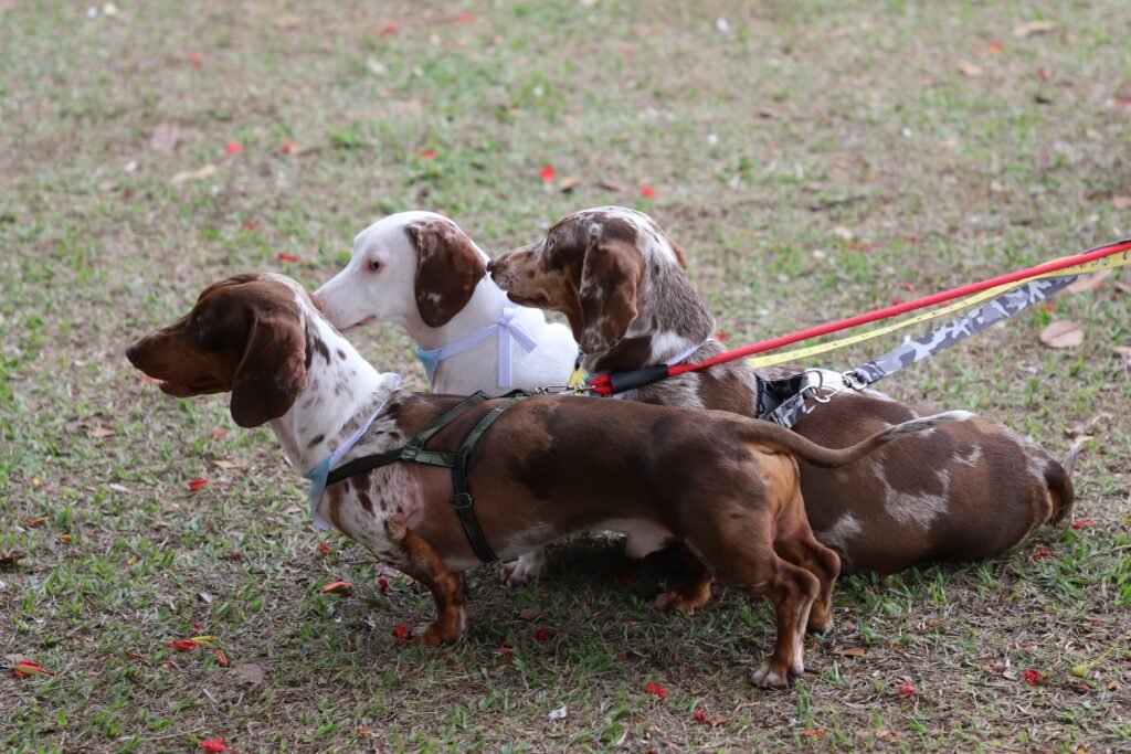 Vida em Movimento terá passeio canino neste domingo