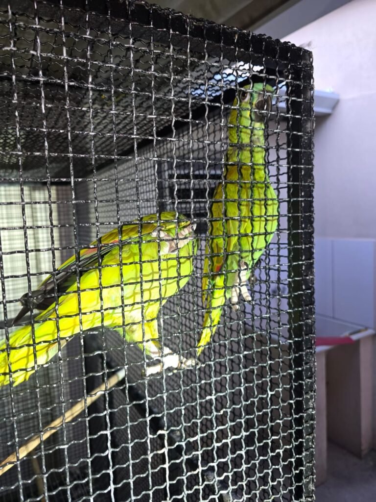 Casal que mantinha animais silvestres em cativeiro é preso em Itu