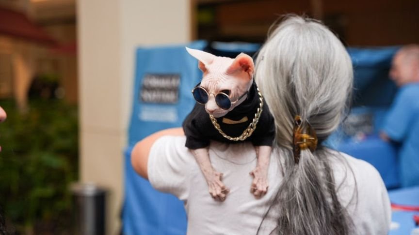 Sorocaba sedia Encontro de Gatos de Raças Exóticas