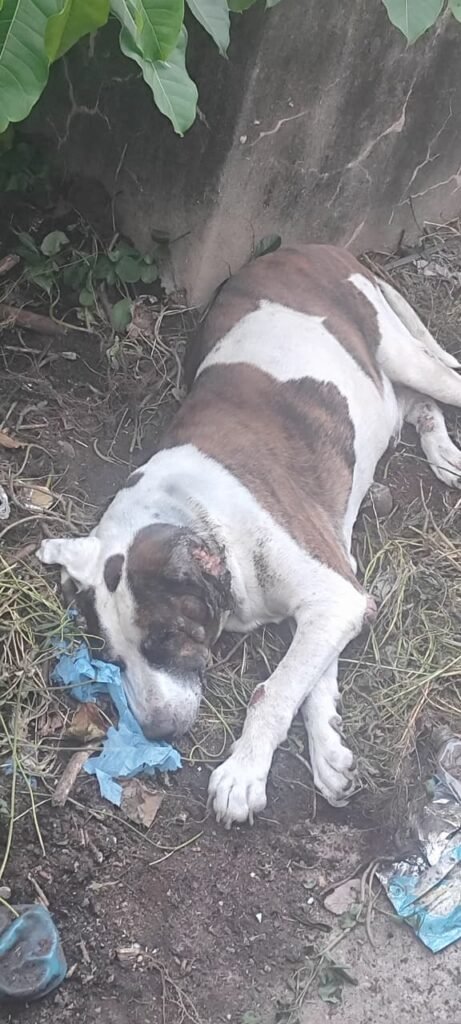 Cachorro gravemente ferido é encontrado amarrado em Itu