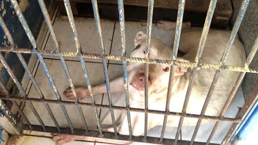 CCZ é encontrado em condições de abandono, diz Prefeitura