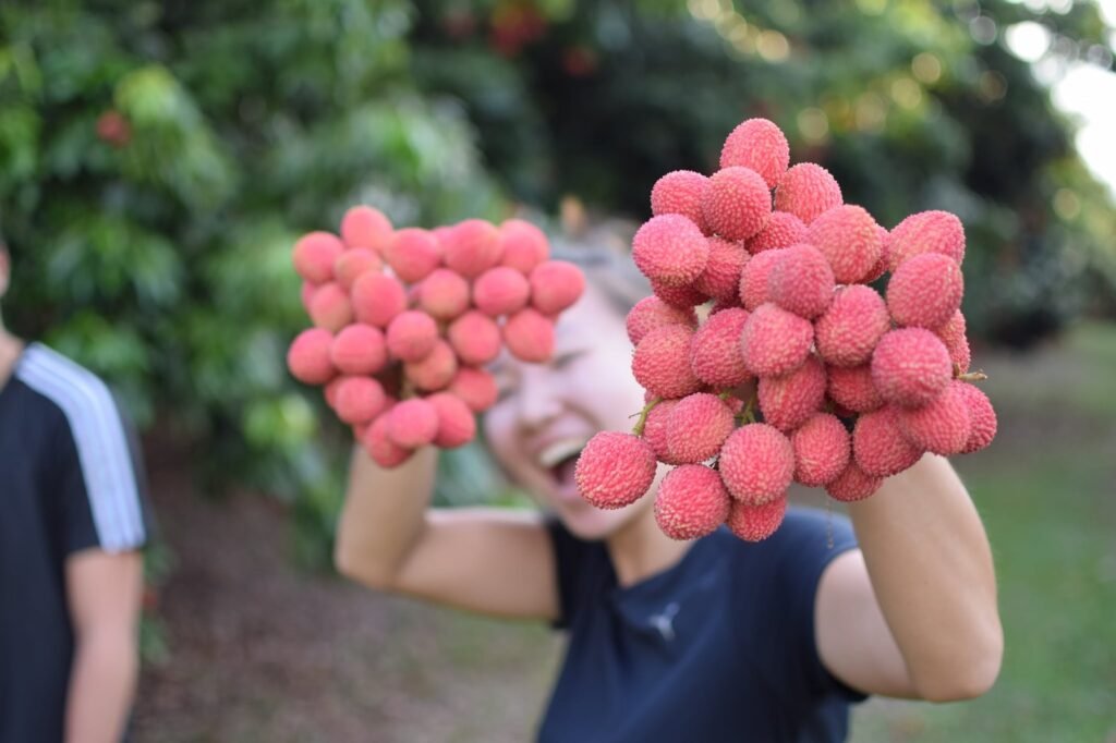 Temporada de lichias no Parque Maeda começa nesta sexta-feira