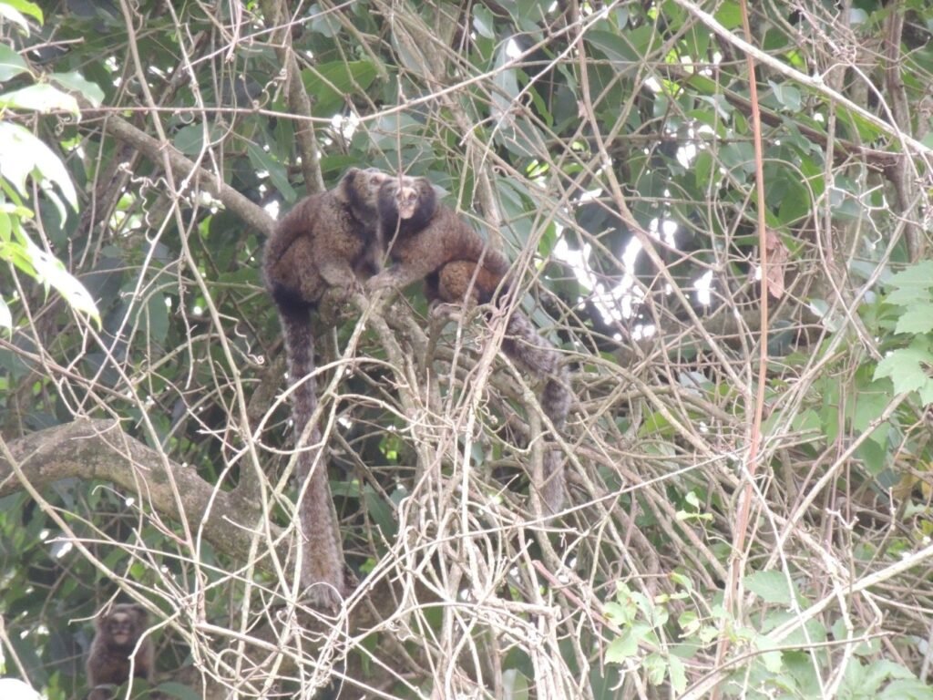Barragem do Piraí: Ibama exige preservação de saguis para liberar licenças