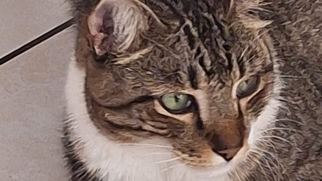 Animais domésticos terão direito a RG com cadastro nacional