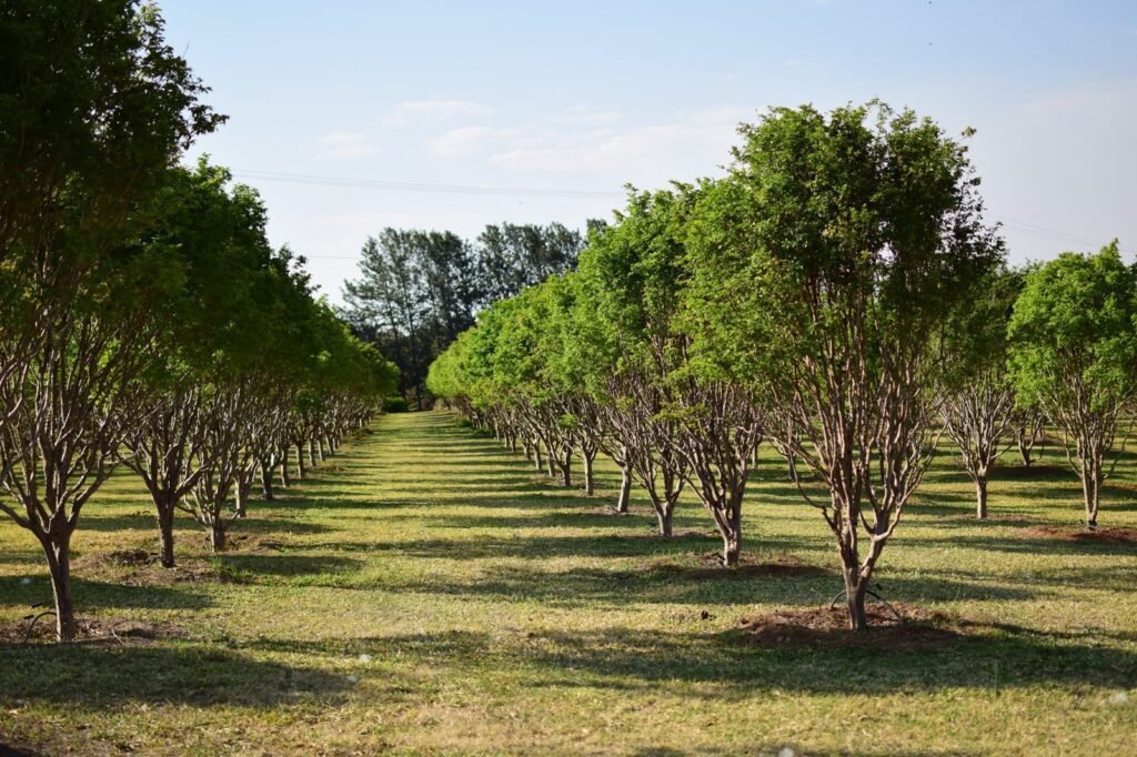 Parque Maeda oferece colheita de frutas