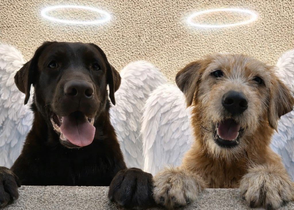 Família perde cães após ataque de abelhas em Itu