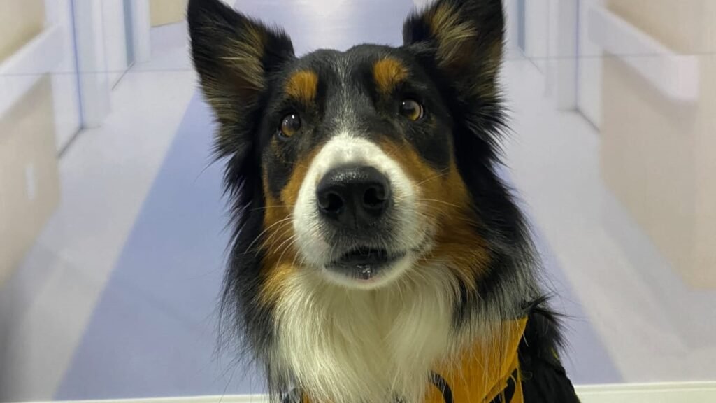 Projetos leva cães terapeutas e palhaços a hospital