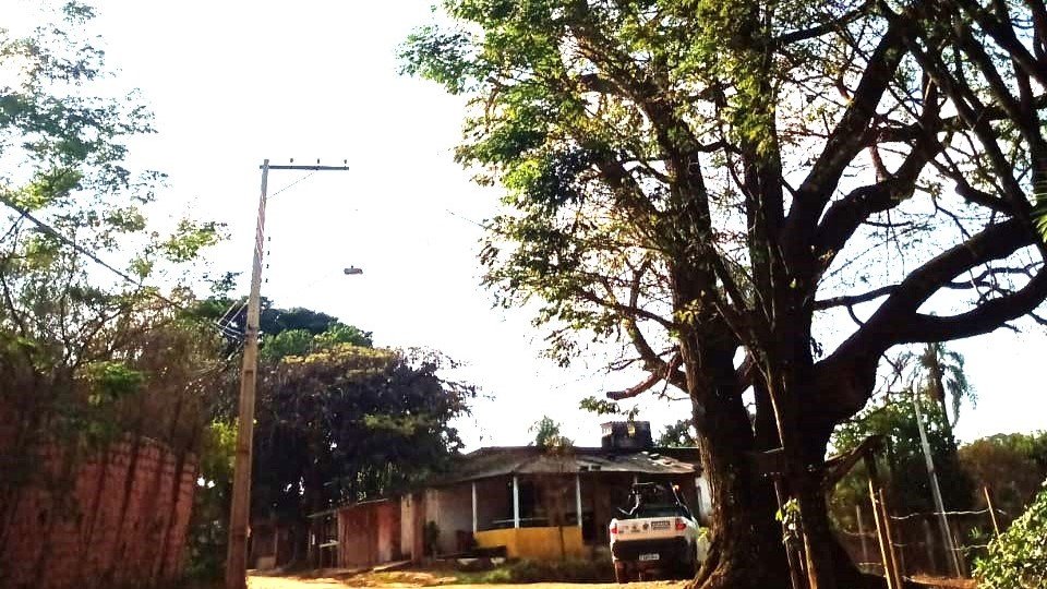 Árvore rachada preocupa moradores do bairro Eldorado