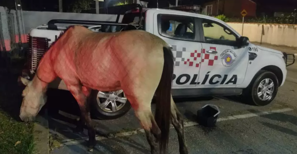 Polícia Militar recupera cavalo furtado em Itu