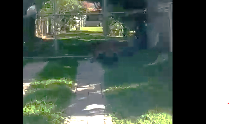 Onça é vista dentro de condomínio em Itu; veja vídeo