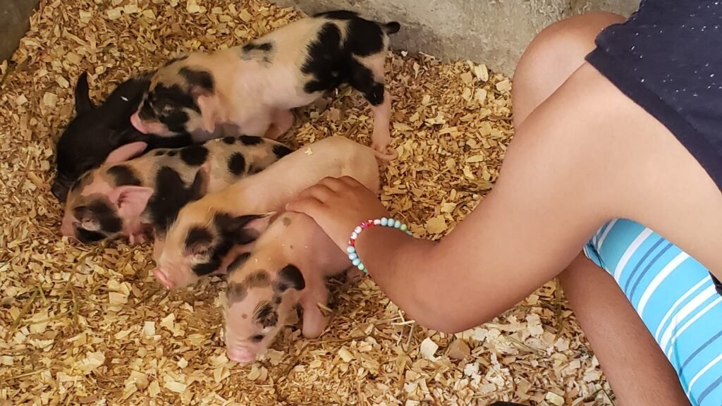 Fazenda em Itu resgata crianças e jovens através da terapia assistida com animais