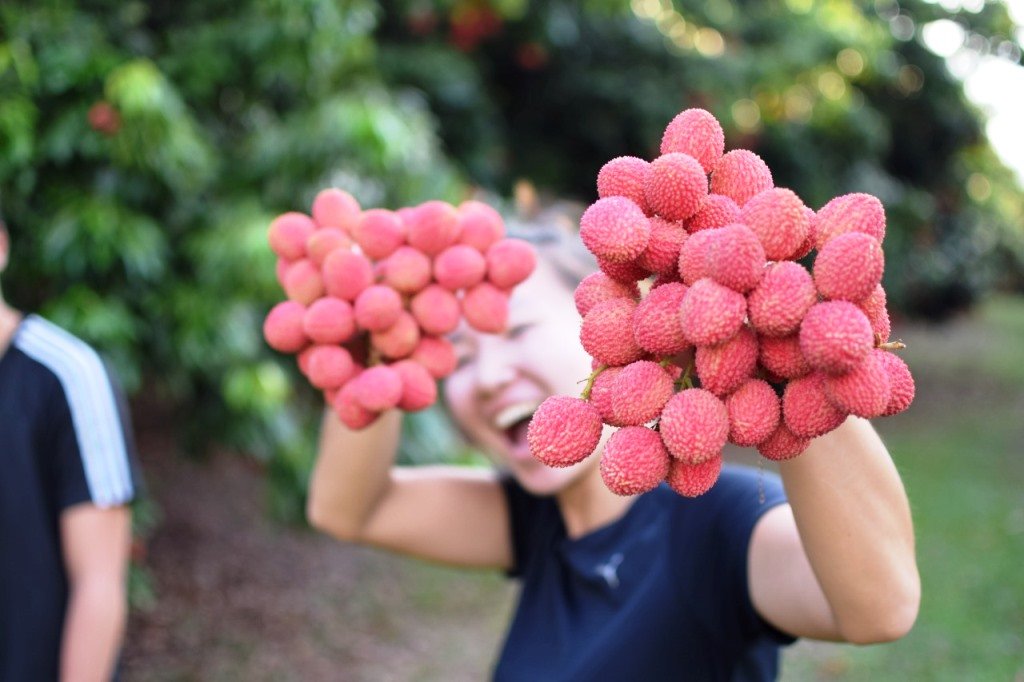 Temporada de lichia no Parque Maeda entra na reta final