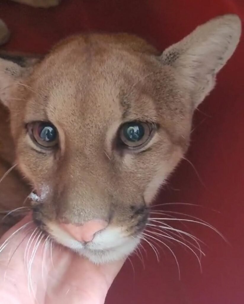 Onça-parda é encontrada dentro de condomínio; veja vídeo do momento do resgate