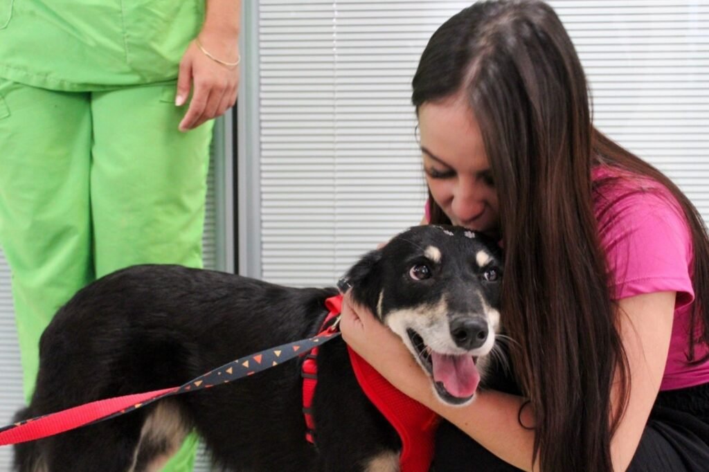 Cães resgatados em rodovias estão em busca de novo lar