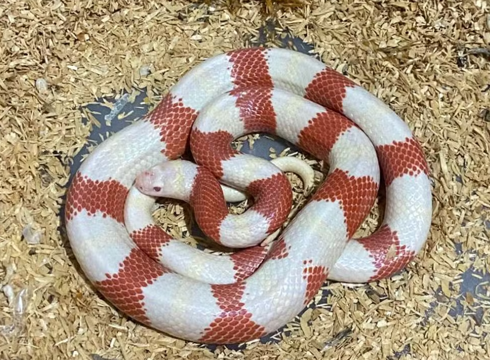 Traficante de serpentes é preso em Salto