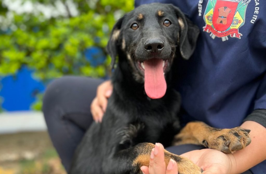 Feira de adoção de animais será neste sábado