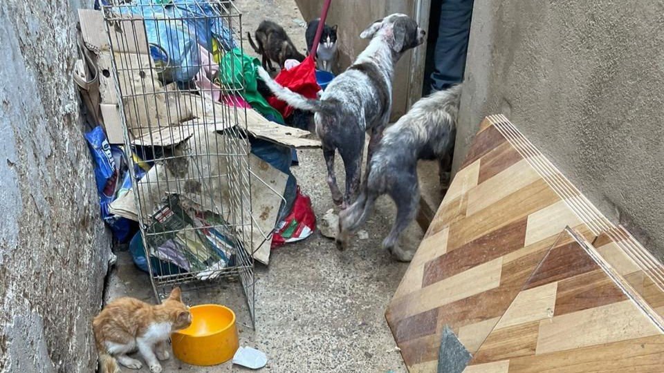 Polícia Civil de Salto prende duas mulheres suspeitas de maus tratos a animais