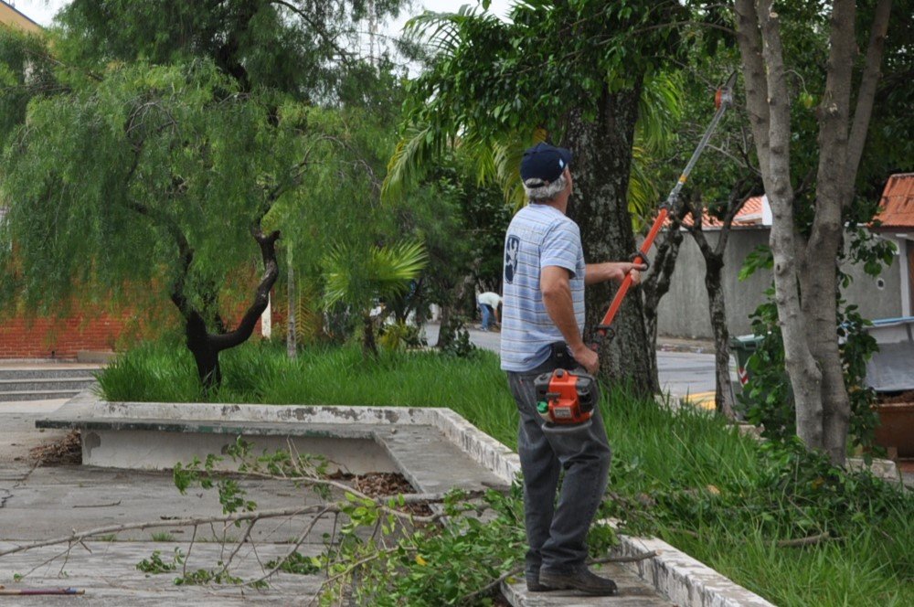 Poda e corte de árvores: Prefeitura esclarece sobre a Lei nº 15.299