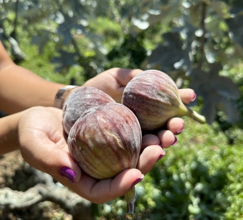 Festa do Figo e Expogoiaba de Valinhos começa neste final de semana