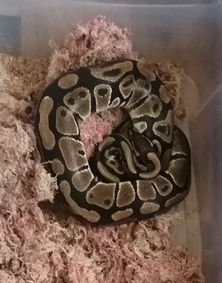 Protetora de animais alerta para adoção responsável