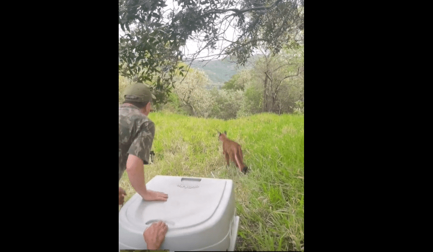 Onça-parda é solta na natureza