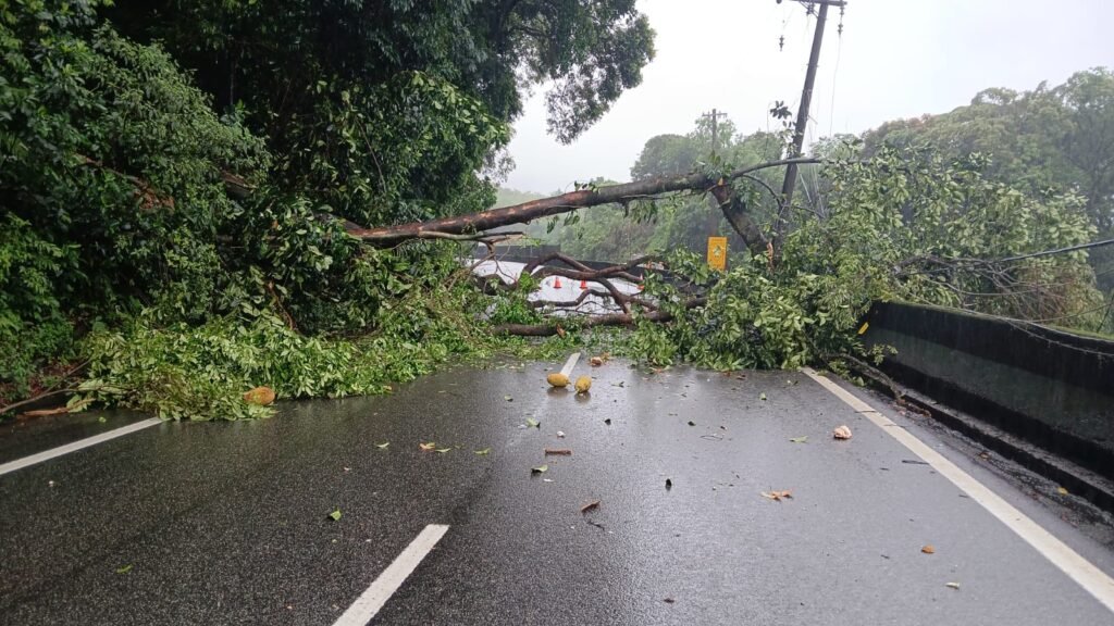 Anchieta é bloqueada  por queda de árvore