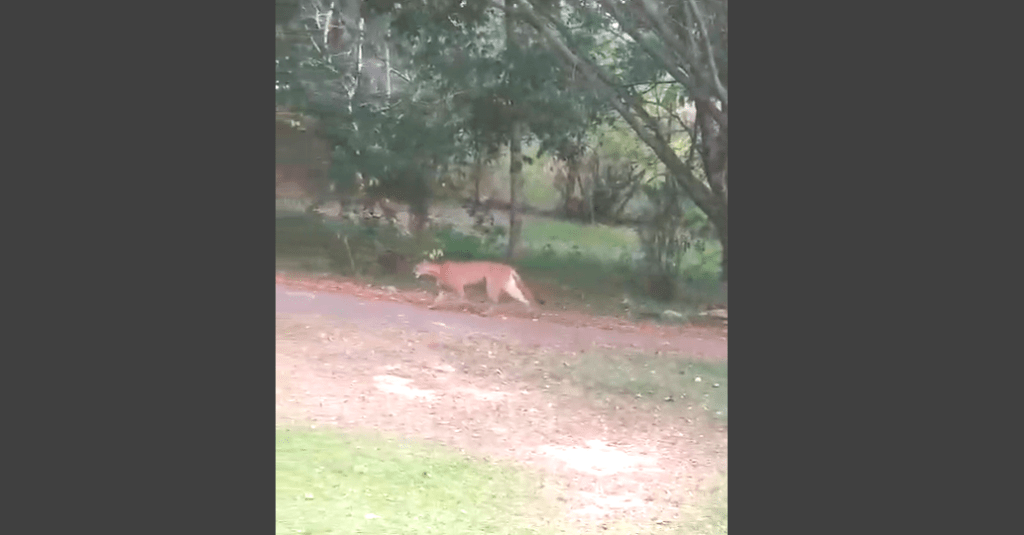 Onça-parda é vista próxima a condomínio em Itu e moradores recebem orientações