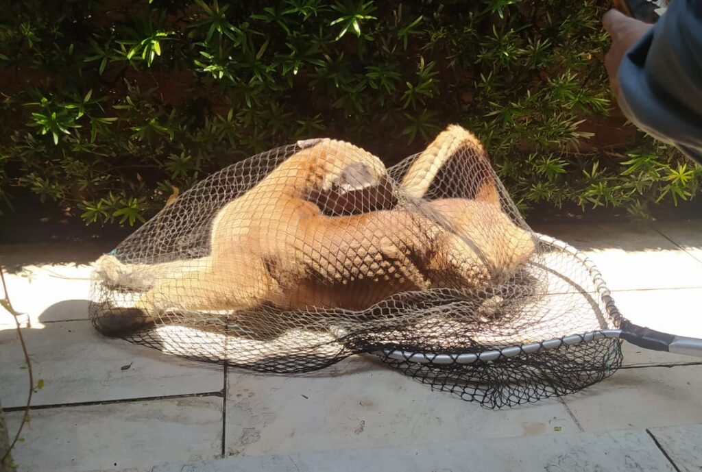 Matéria e foto publicadas do Jornal de Itu repercutem em mídias regionais e nacionais