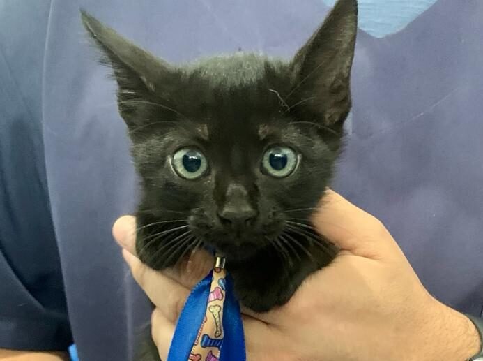 Campanha de adoção de animais será neste sábado