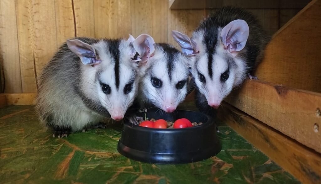 Porco-espinho, gambá: o cuidado de moradores de condomínio em Itu à fauna local