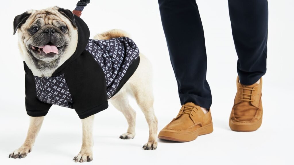 Pets no inverno: saiba como cuidar dos bichos