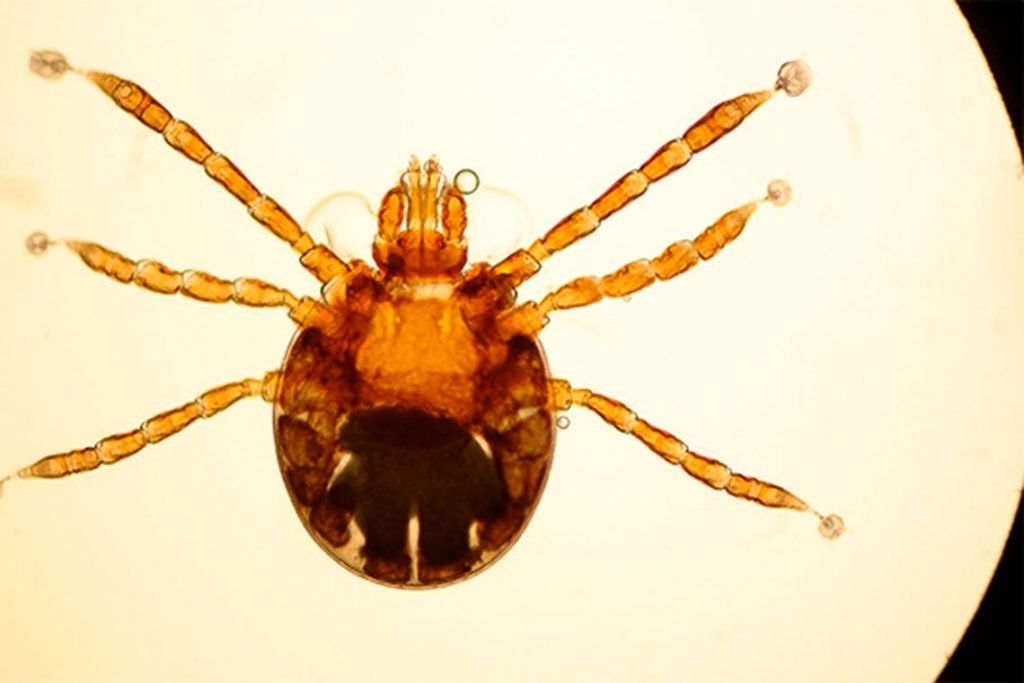 Secretaria de Agricultura pleiteia aprovação de fungo para eliminar carrapato-estrela em grandes áreas públicas