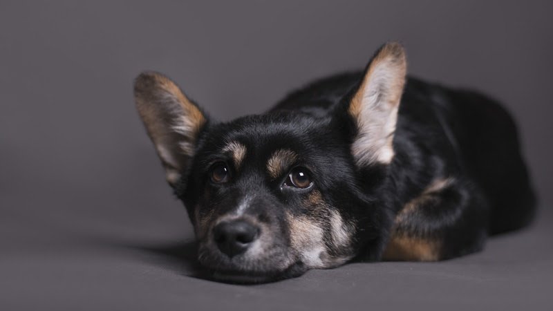 Animais de estimação podem contrair Febre Maculosa