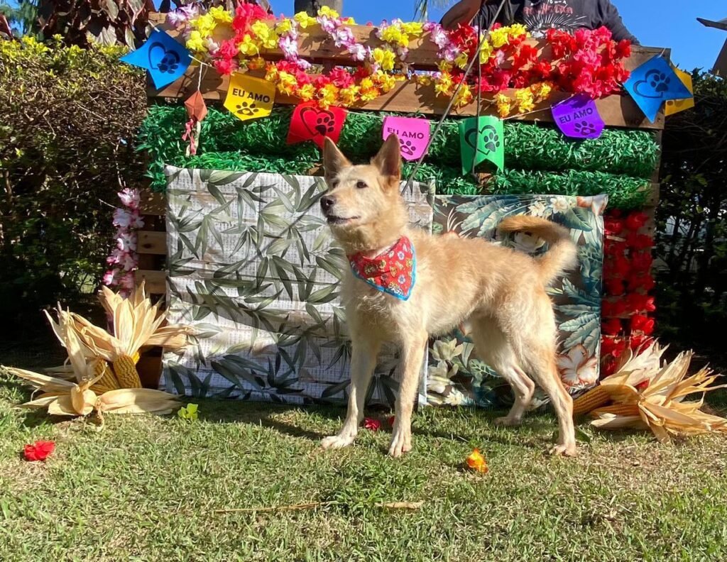 Centro de Controle de Zoonoses de Itu inicia &#8220;Aurraial da Adoção&#8221;