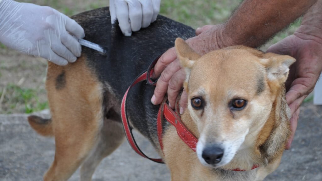 Vacinação antirrábica ocorre nas duas unidades do Centro de Controle de Zoonoses