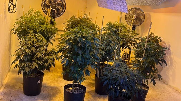 Deic encontra plantação de maconha transgênica em Itu