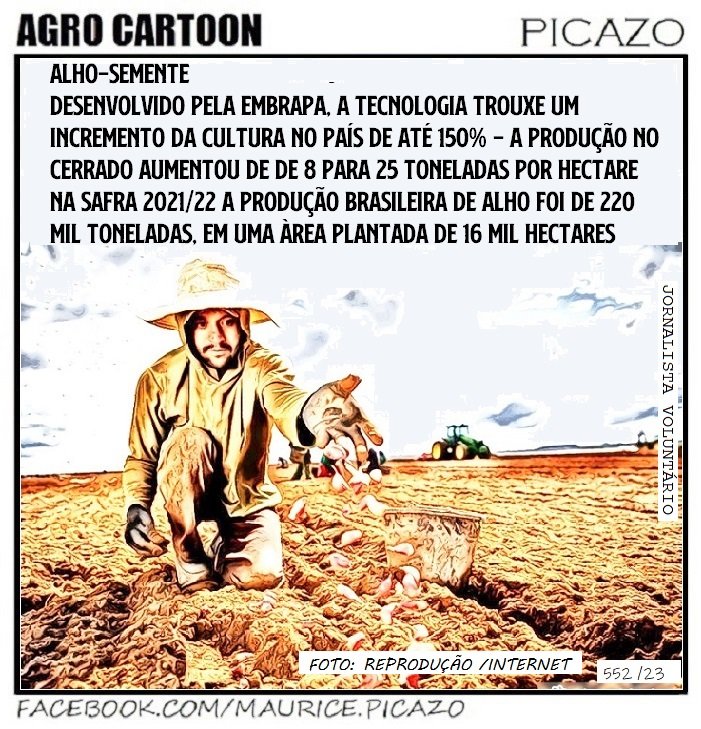 AgroNotícias: Alho-semente, desenvolvido pela Embrapa, ajuda no desenvolvimento da cultura no Brasil